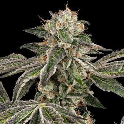 White Label Runtz Auto semienka neobsahujú THC 10 ks