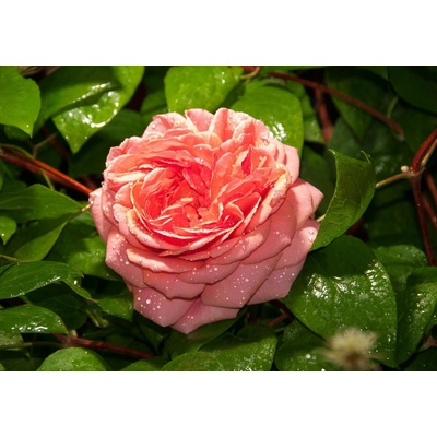 ForWall Fototapeta Rose vlies 312 x 219 cm