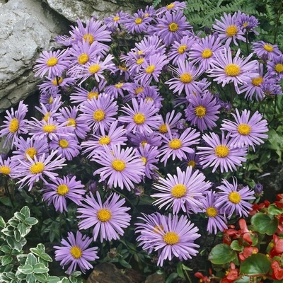 Aster alpinus DUNKLE SCHÖNE - hvězdnice alpská