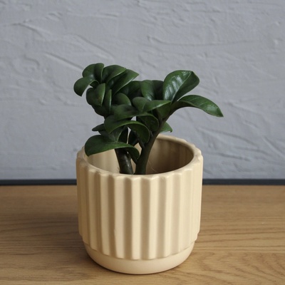 Zamioculcas Zenzi baby