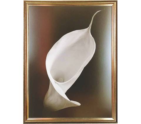 - Calla I | 67.4x87.4