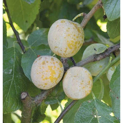 Ringlota trpasličia FloraSelf Bio Prunus domestica 'Golden Crimson' kmeň 40 cm celková výška cca 60-80 cm kvetináč 7,5 l samoopelivá