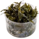 Cryptocoryne wendtii 'Tropica'