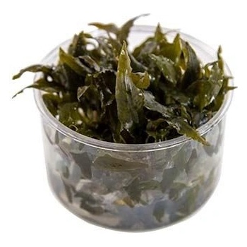 Cryptocoryne wendtii 'Tropica'