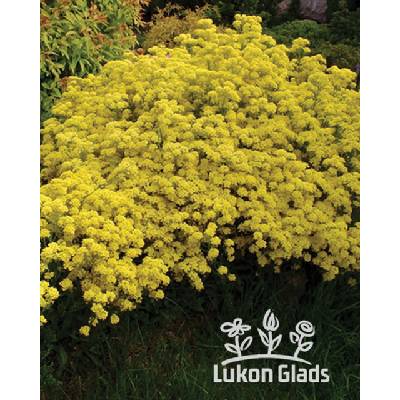 Alyssum saxatile COMPACT GOLDKUGEL - tařice skalní