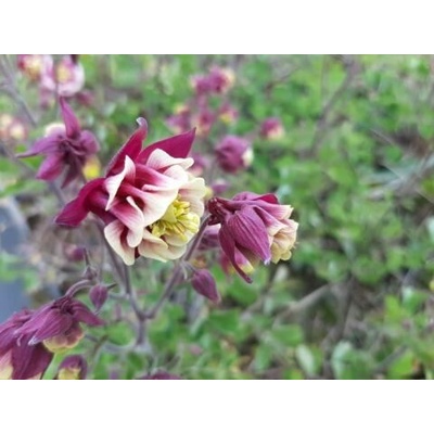 Aquilegia vulg. 'Winky Double Red White' Velikost hrnku: 10,5cm