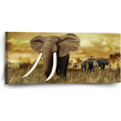 Sablio Obraz Slon Africký - 110x50 cm
