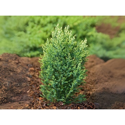 Cypruštek lawsonov Snow White, výška 20 cm, kvetináč 9 cm