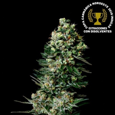 Absolute Cannabis Seeds Chocolute F2 regular semienka neobsahujú THC 10 ks