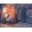 Grafika Art Puzzle - Puzzle François Ruyer - Witch bedroom - 2 000 piese