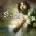 STRAWBS - BROKEN HEARTED BRIDE CD