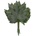Aralia