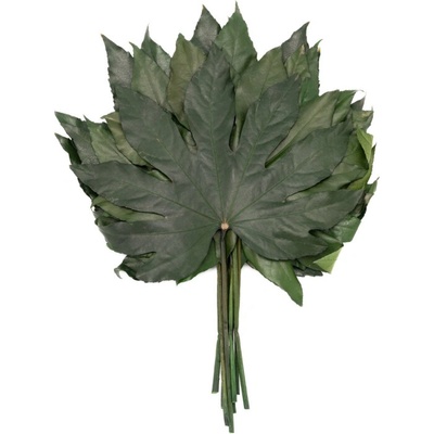 Aralia