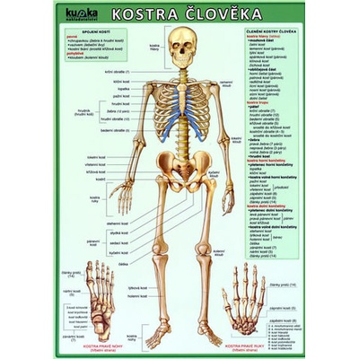Kostra člověka - Petr Kupka