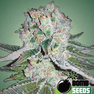 Bomb Seeds Baked Bomb semena neobsahují THC 5 ks