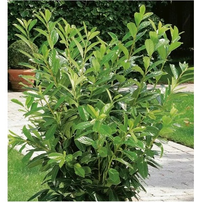 Prunus laurocerasus 'Novita' 40-60 cm VKR4L