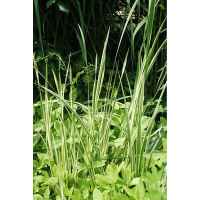 TSUGA Puškvorec obecný Acorus calamus panašovaný