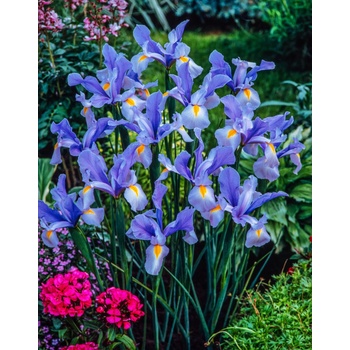 Kosatec 'Shanghai hollandica' 10 ks