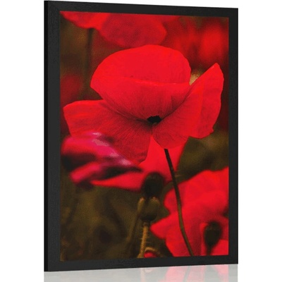 Plakát pole divokých máků - 20x30 black