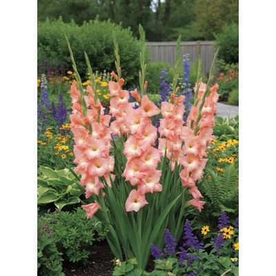 Gladiola 'Louise' 5 ks