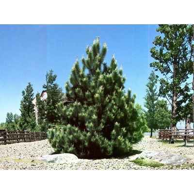 Borovica čierna Oregon Green, výška 60-80 cm, kvetináč 12 l