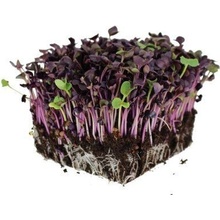 Microgreens Ředkev červená Red Sango na microgreens, 50 g