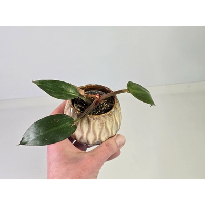 PlanBros flower Baby Philodendron Rojo Congo