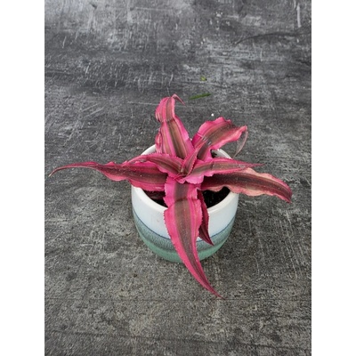 Cryptanthus Super 6 cm