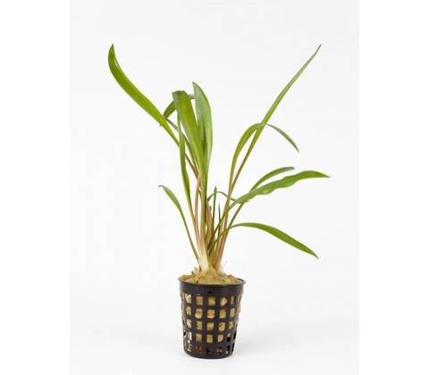 Cryptocoryne albida