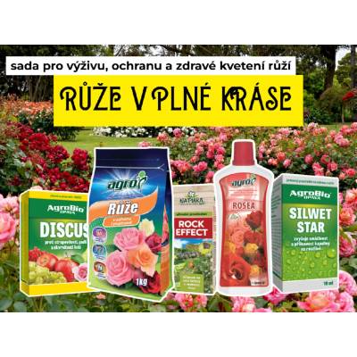 Růže v plné kráse