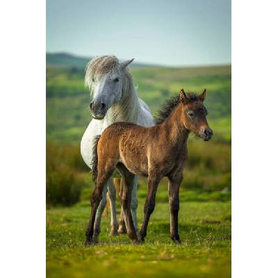 Plagát, Obraz - Young and adult horse, Roy Anderson, 26.7 × 40 cm