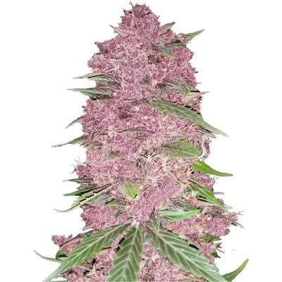420 Fast Buds Purple Lemonade AUTO semena neobsahují THC 3 ks