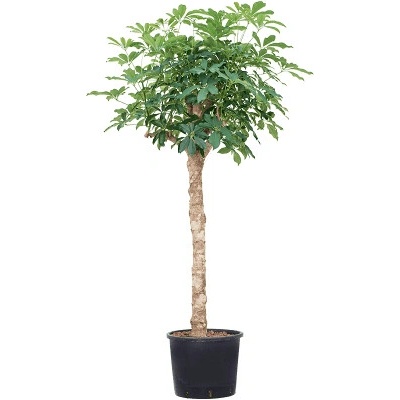 Schefflera arboricola compacta 32/26 výška 150 cm