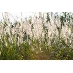 DIMEX ART Флизелинов фототапет цветяща трева 375 x 250 см