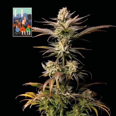 SEEDSMAN L.A. Peyote Kush semienka neobsahujú THC 10 ks