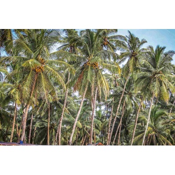 DIMEX ART s. r. o Флизелинов фототапет палма с кокос 375 x 250 см