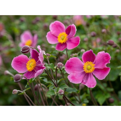 Veternica hupehenská Splendens - Anemone, kont. 1 l
