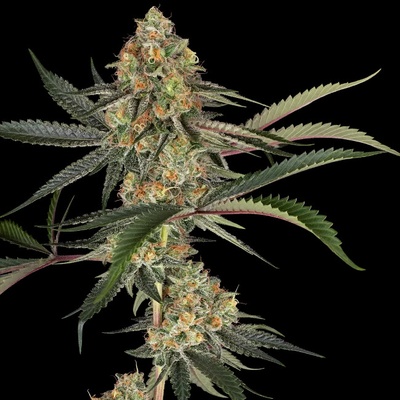 Sensi Seeds Super Lemon Cherry semienka neobsahujú THC 10 ks