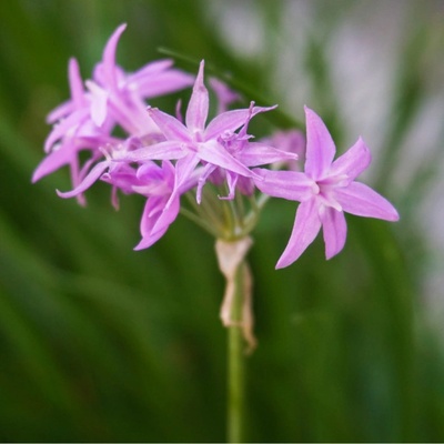 Česneková tráva - Tulbaghia violacea - osivo česnekové trávy - 5 ks