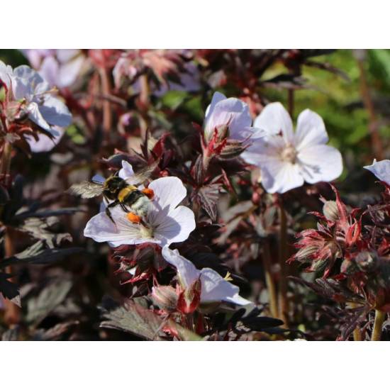 Poni Veni® Geranium 'Black 'n White' - pakost od 5,12 € - Heureka.sk