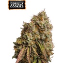 Seedstockers Gorilla Cookies semena neobsahuji THC 25 ks