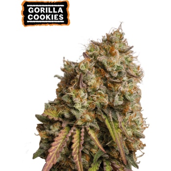 Seedstockers Gorilla Cookies semena neobsahuji THC 25 ks