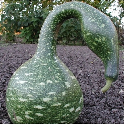 Lagenárie Speckled Swan - Lagenaria siceraria - semená lagenárie - 6 ks