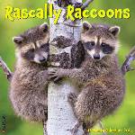 Willow Creek Press Calendars Rascally Raccoons 2026 12 X 12 Wall Calendar | Willow Creek Press