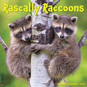 Willow Creek Press Calendars Rascally Raccoons 2026 12 X 12 Wall Calendar | Willow Creek Press