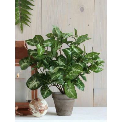 Umělá květina fittonia 35 cm zelená