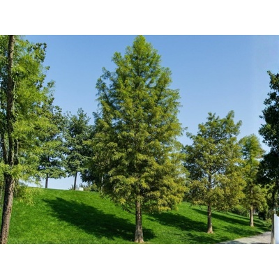 Tisovec dvojradový, výška 40-60 cm, kvetináč 18 cm