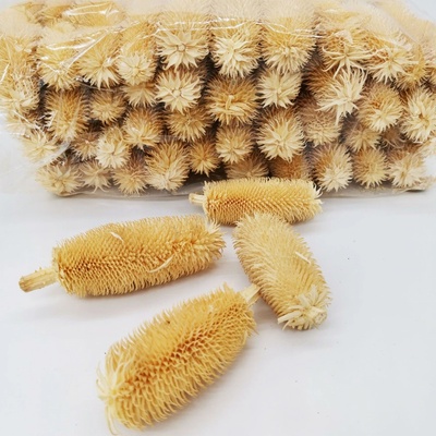 Hlavička bodláku dipsacus - 500 gramů - bělená - SU0843