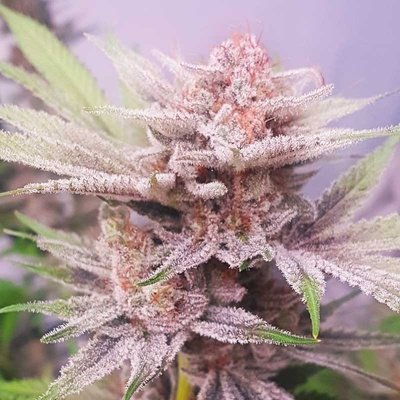 Freedom Of Seeds Banana Dance semena neobsahují THC 3 ks