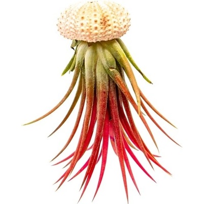 Gardners Medusa Rose s Tillandsií Ionantha red Tillandsie, kykatka